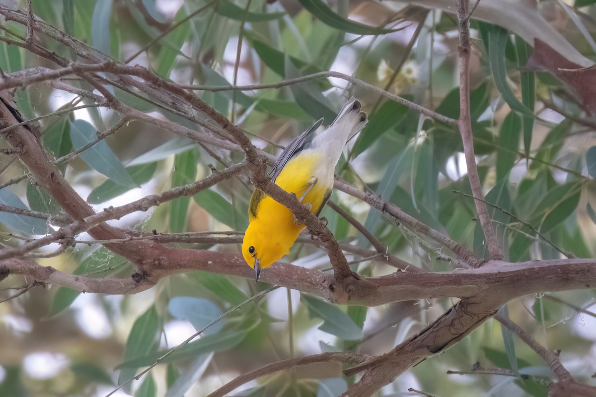 Prothonotary Warbler - ML620844823