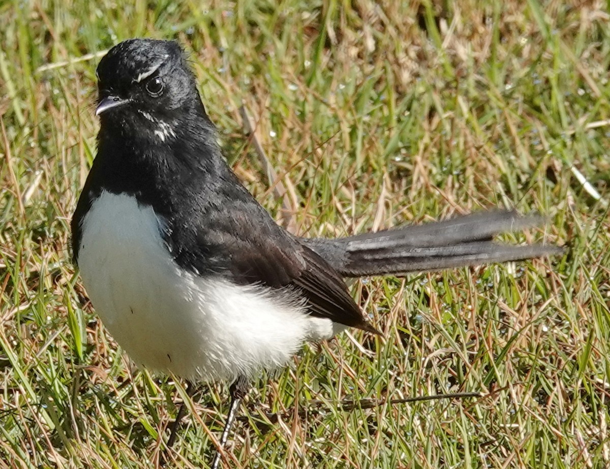 Willie-wagtail - ML620844824