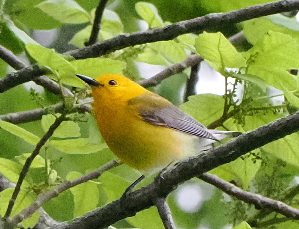 Prothonotary Warbler - ML620844831