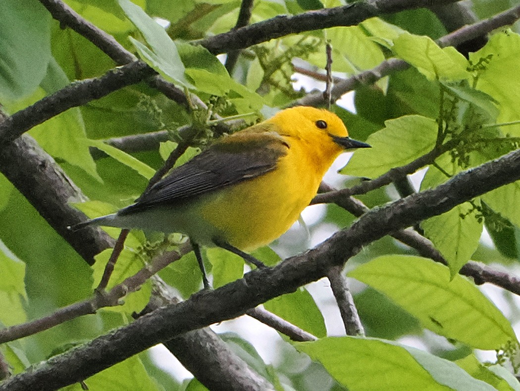 Prothonotary Warbler - ML620844842