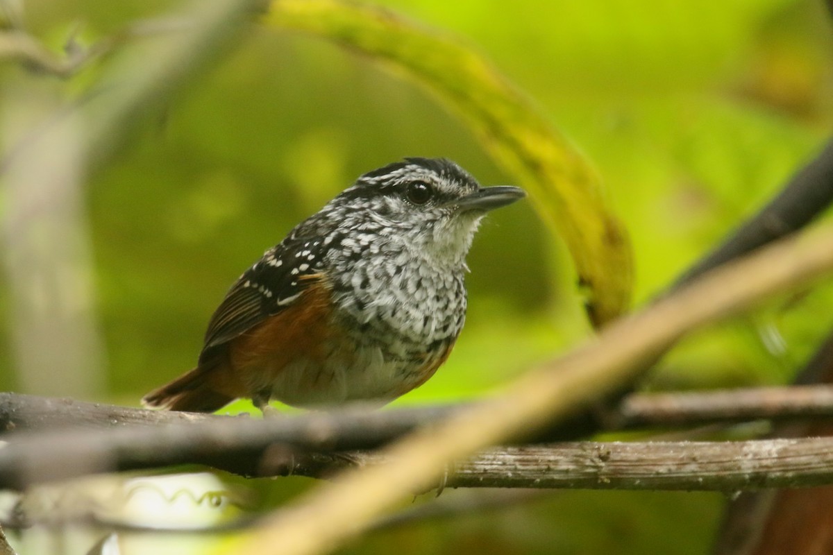 Peruvian Warbling-Antbird - ML620844861
