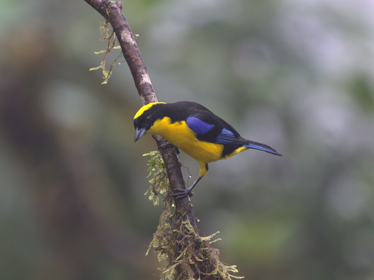 Blue-winged Mountain Tanager (Blue-winged) - ML620844873