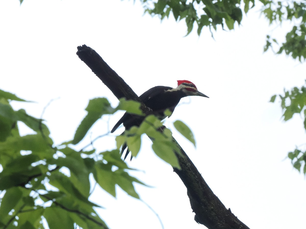 Pileated Woodpecker - ML620844881