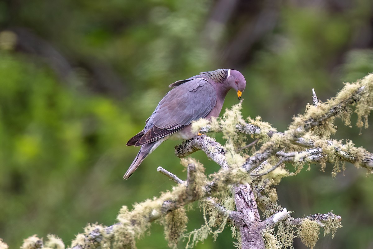 Pigeon à queue barrée (groupe fasciata) - ML620844883