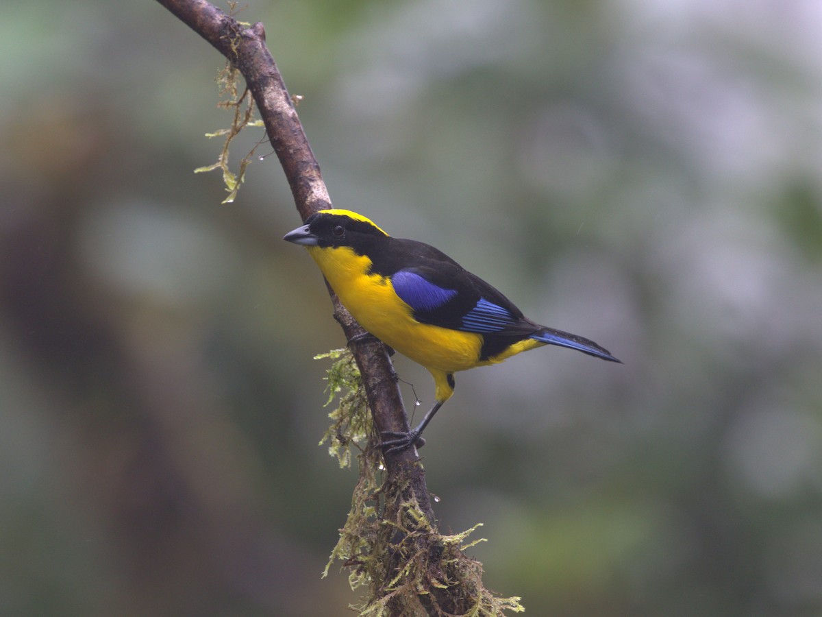 Blue-winged Mountain Tanager (Blue-winged) - ML620844885