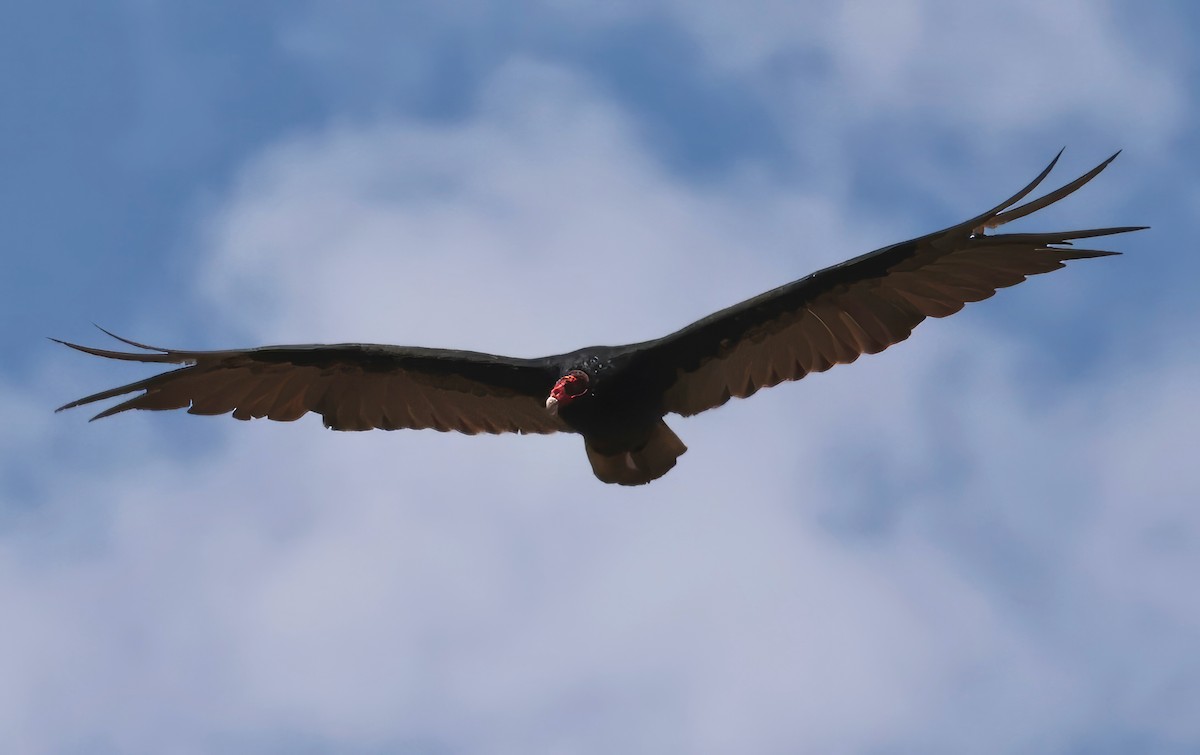Turkey Vulture - ML620844887