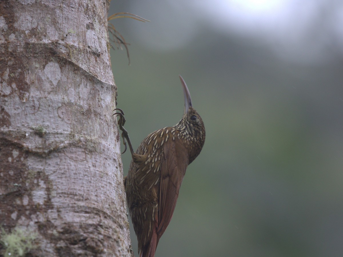 Montane Woodcreeper - ML620844890