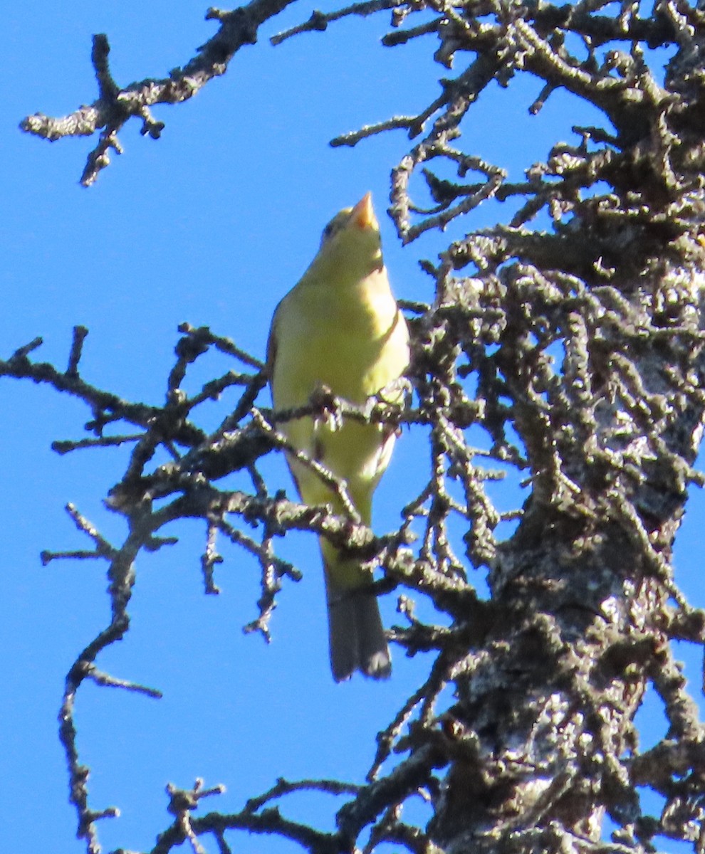 Western Tanager - ML620844899