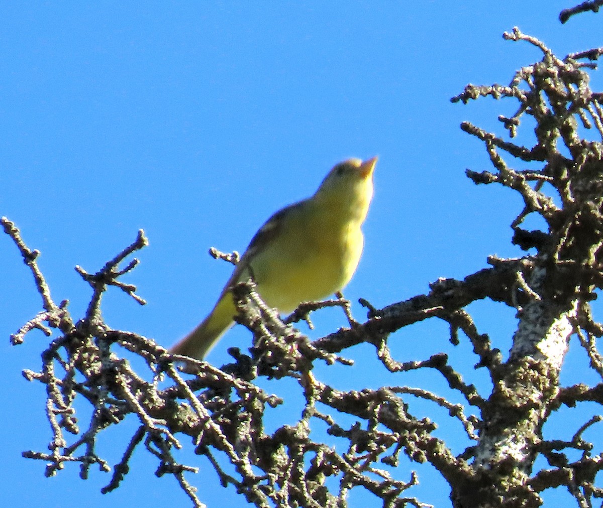 Western Tanager - ML620844901