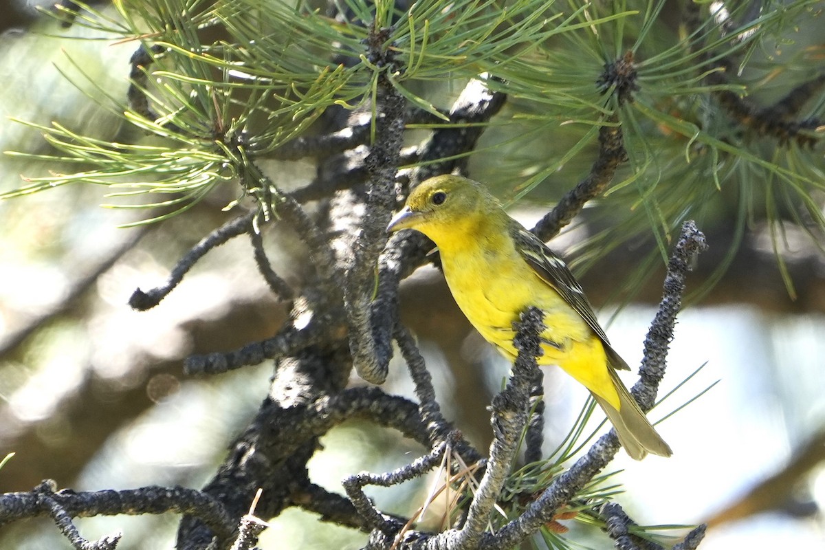 Western Tanager - ML620844923