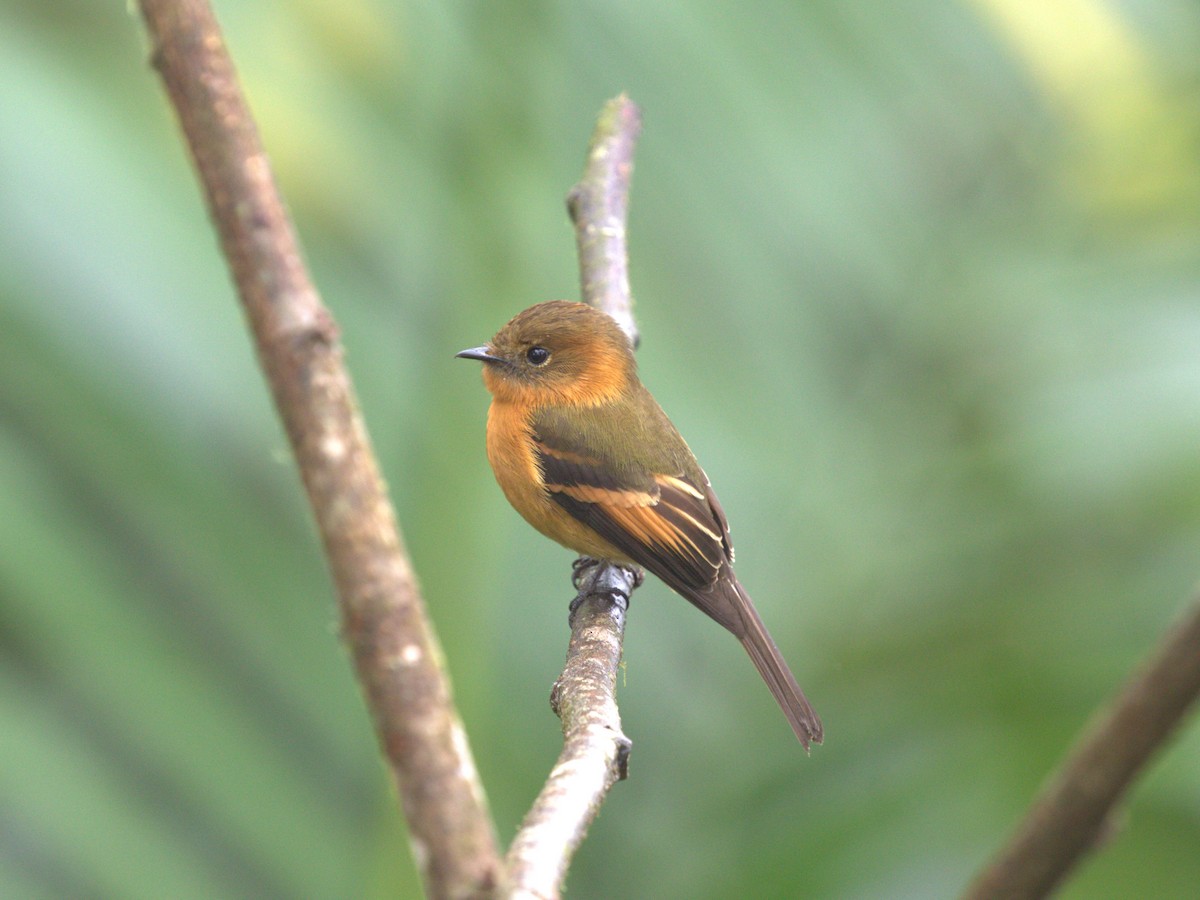 Cinnamon Flycatcher (Andean) - ML620844928