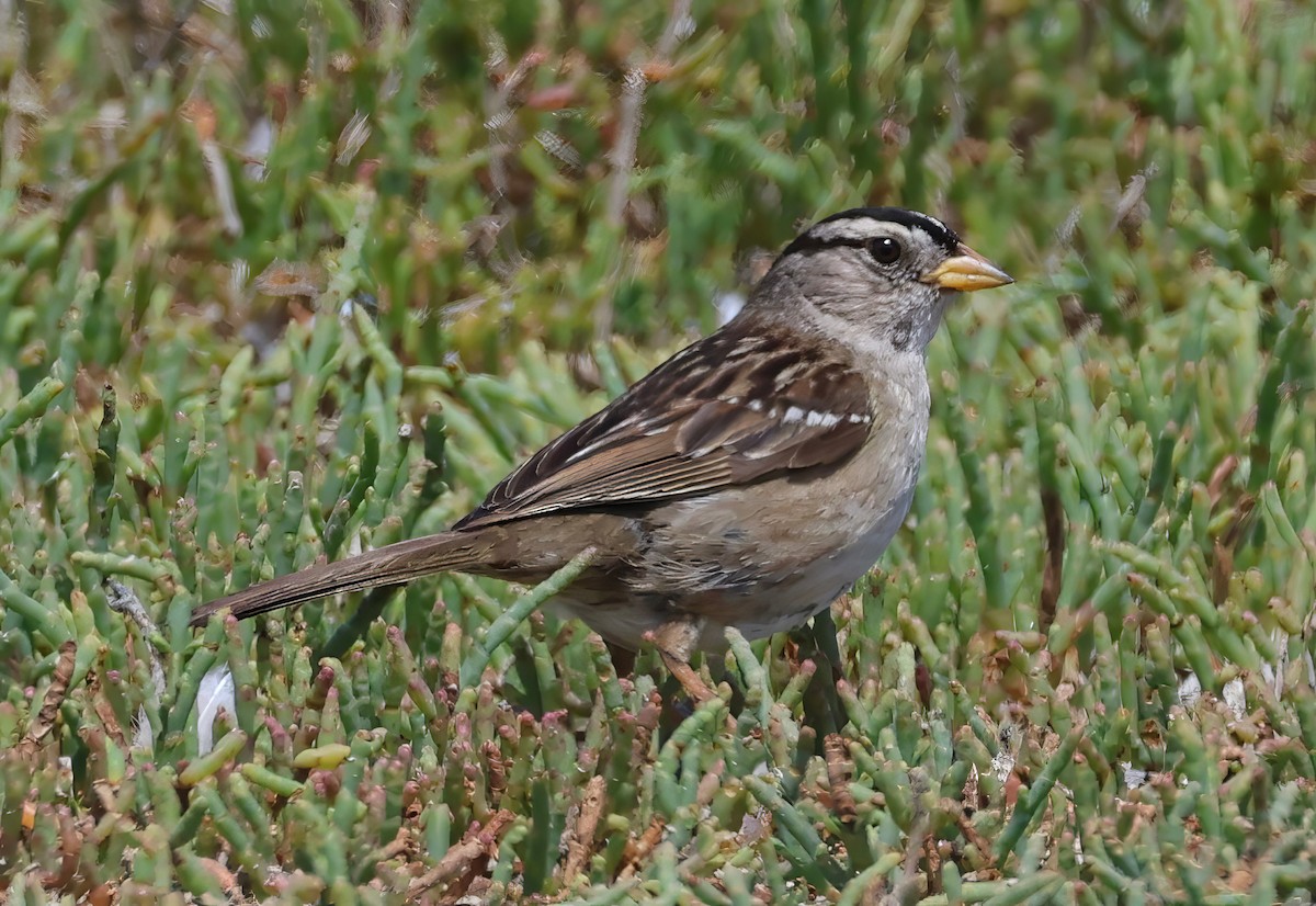 White-crowned Sparrow - ML620844932