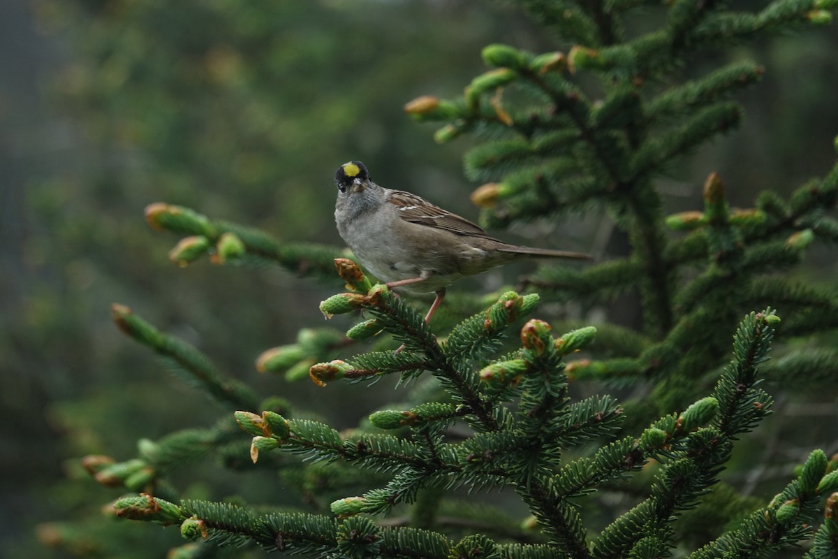 Golden-crowned Sparrow - ML620844939