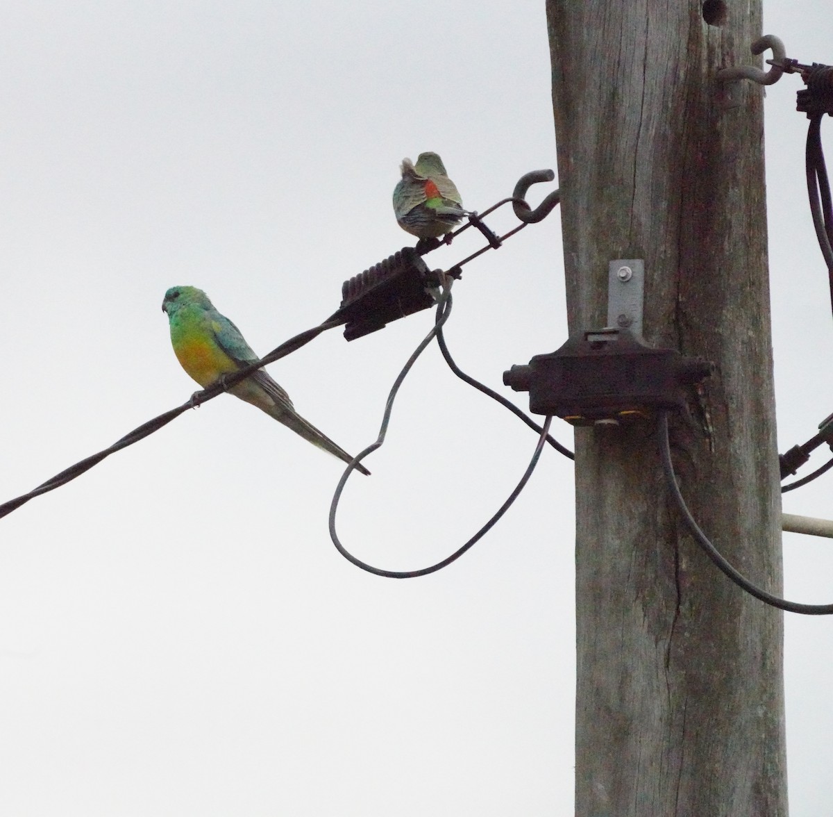 Red-rumped Parrot - ML620844945