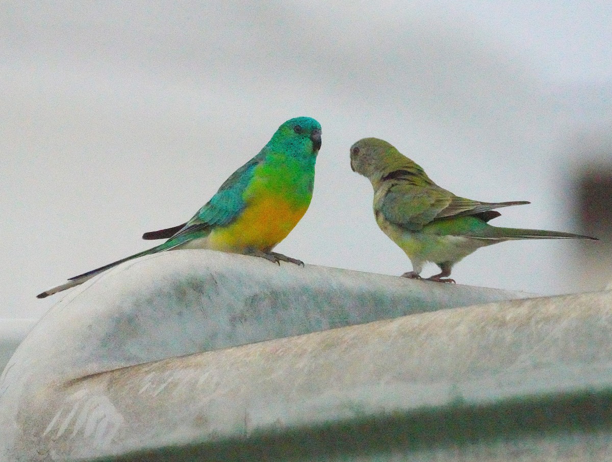 Red-rumped Parrot - ML620844947