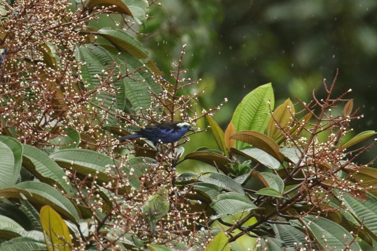 Opal-crowned Tanager - ML620844964