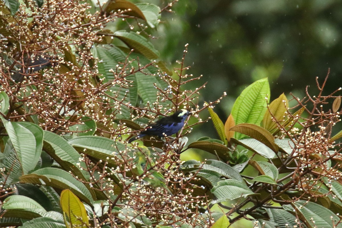 Opal-crowned Tanager - ML620844965