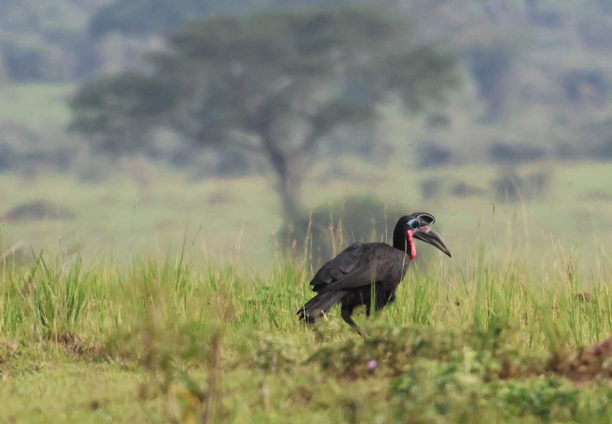 Abyssinian Ground-Hornbill - Michele Burnat