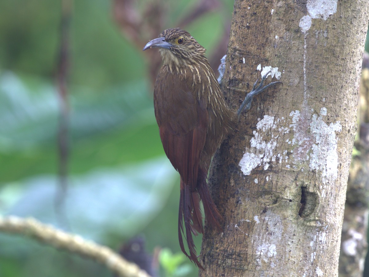 Strong-billed Woodcreeper (Andean/Northern) - ML620844979