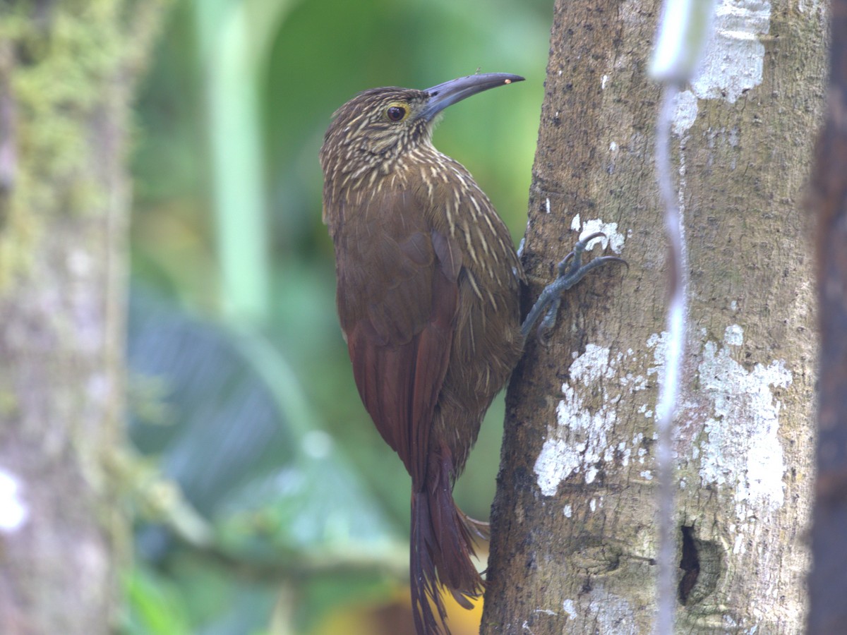 Strong-billed Woodcreeper (Andean/Northern) - ML620844980