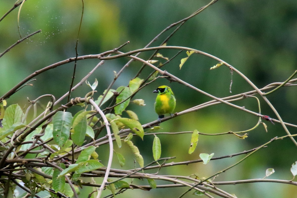 Green-and-gold Tanager - ML620844981