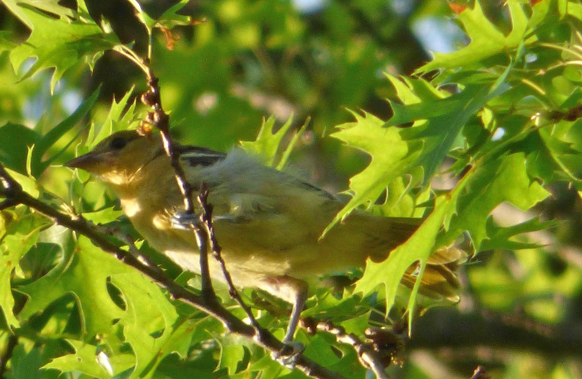 Oriole de Baltimore - ML62084501