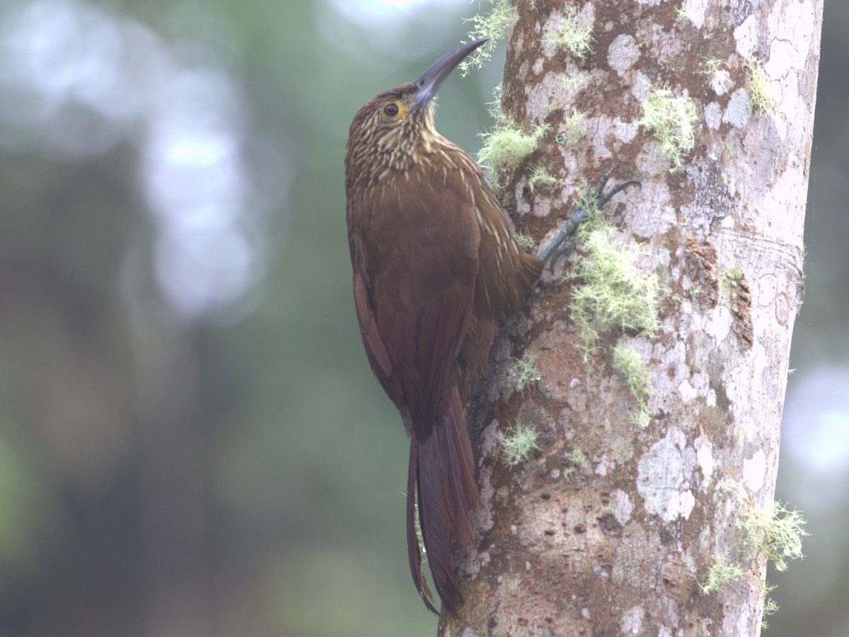 Strong-billed Woodcreeper (Andean/Northern) - ML620845014