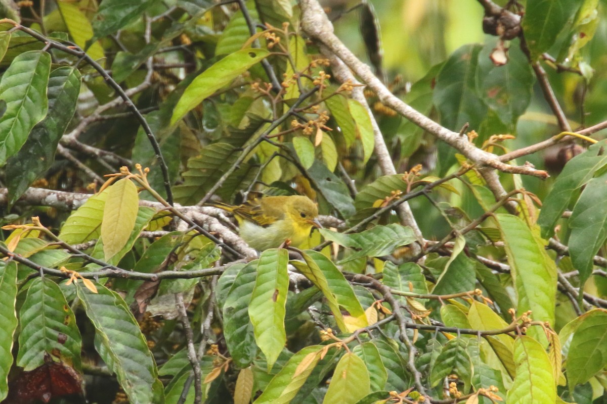 Yellow-backed Tanager - ML620845018