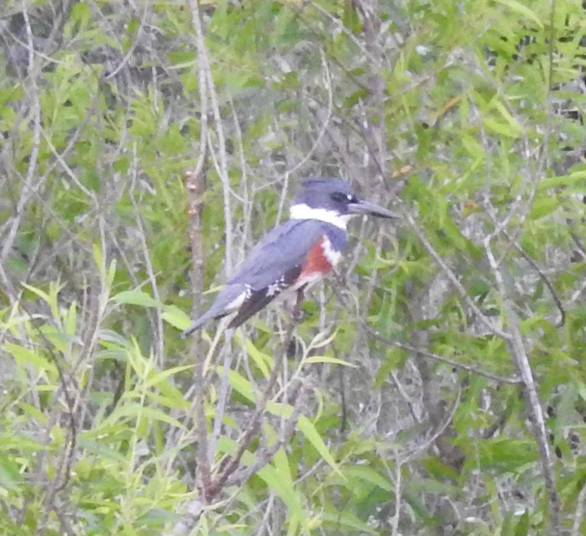 Belted Kingfisher - ML620845019