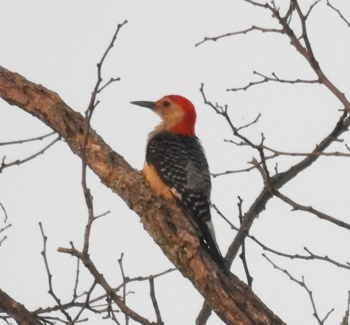 Red-bellied Woodpecker - ML620845022