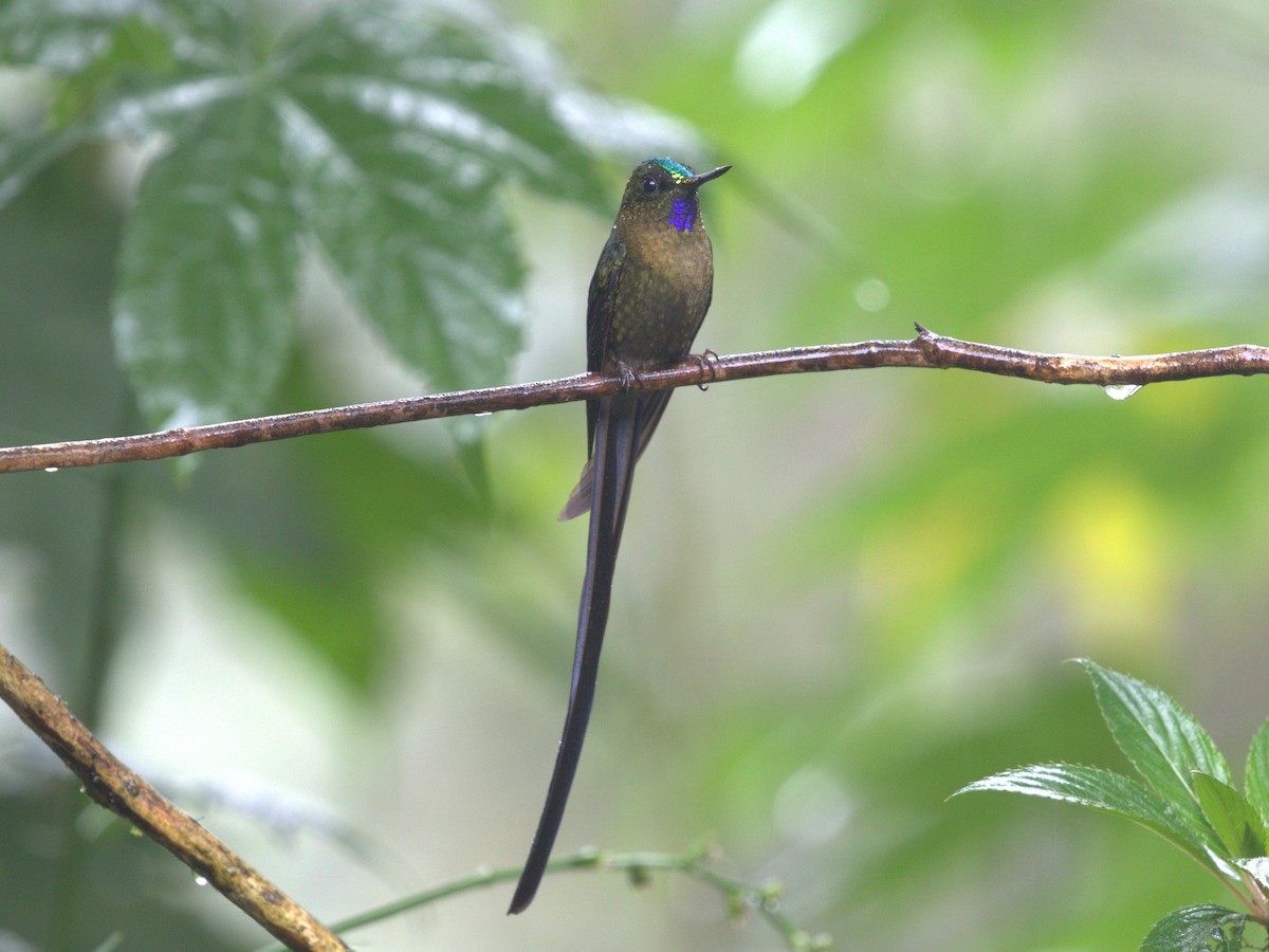 Violet-tailed Sylph - ML620845030