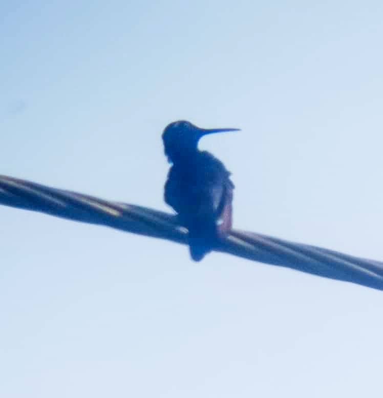 kolibřík kubánský - ML620845044