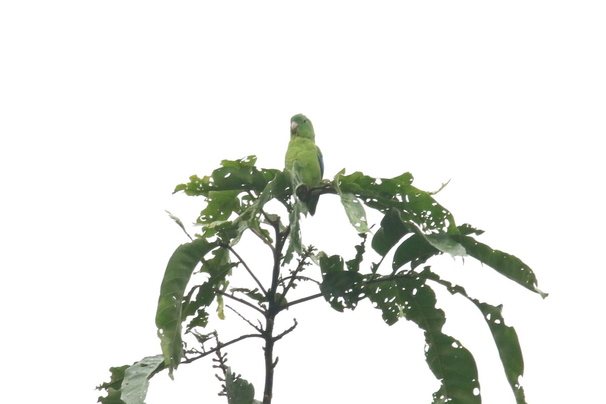 papoušíček amazonský - ML620845085