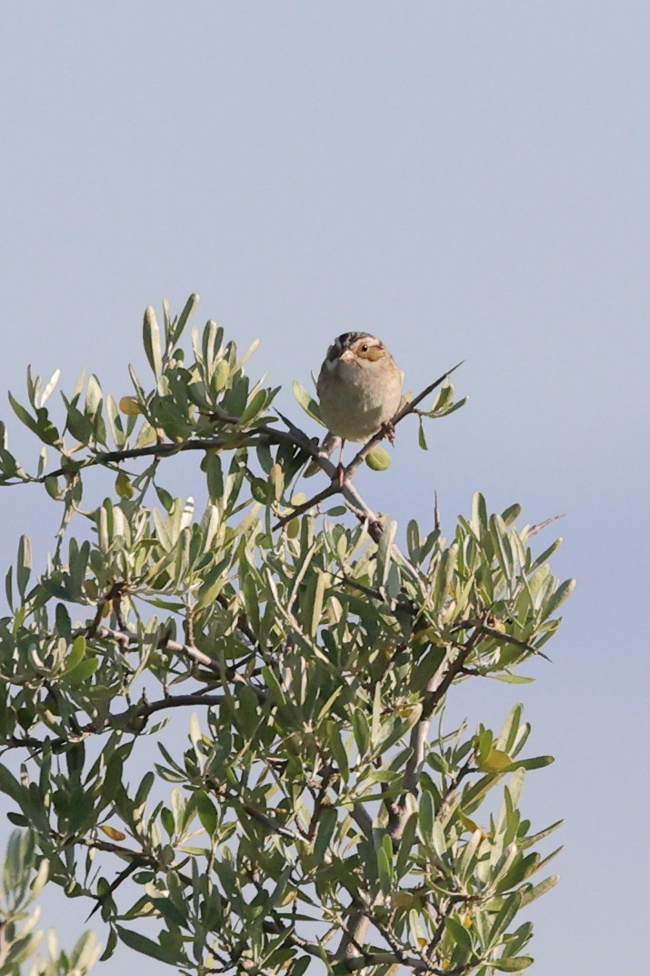 Clay-colored Sparrow - ML620845087