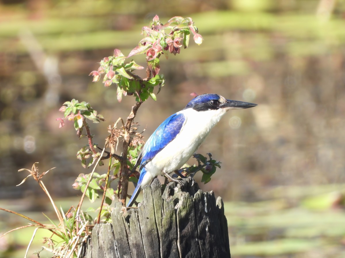 Forest Kingfisher - ML620845107