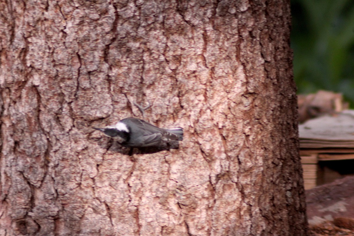 Red-breasted Nuthatch - ML620845113