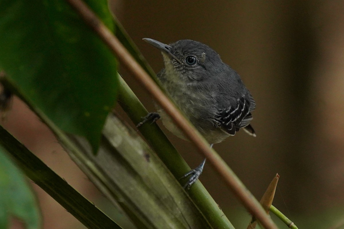 Peruvian Warbling-Antbird - Luis Carlos García Mejía