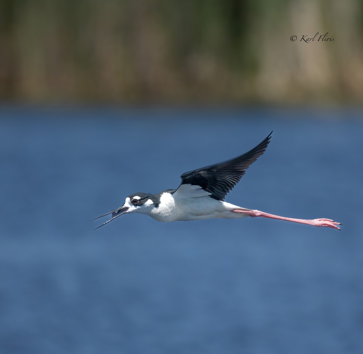 Black-necked Stilt - ML620845118