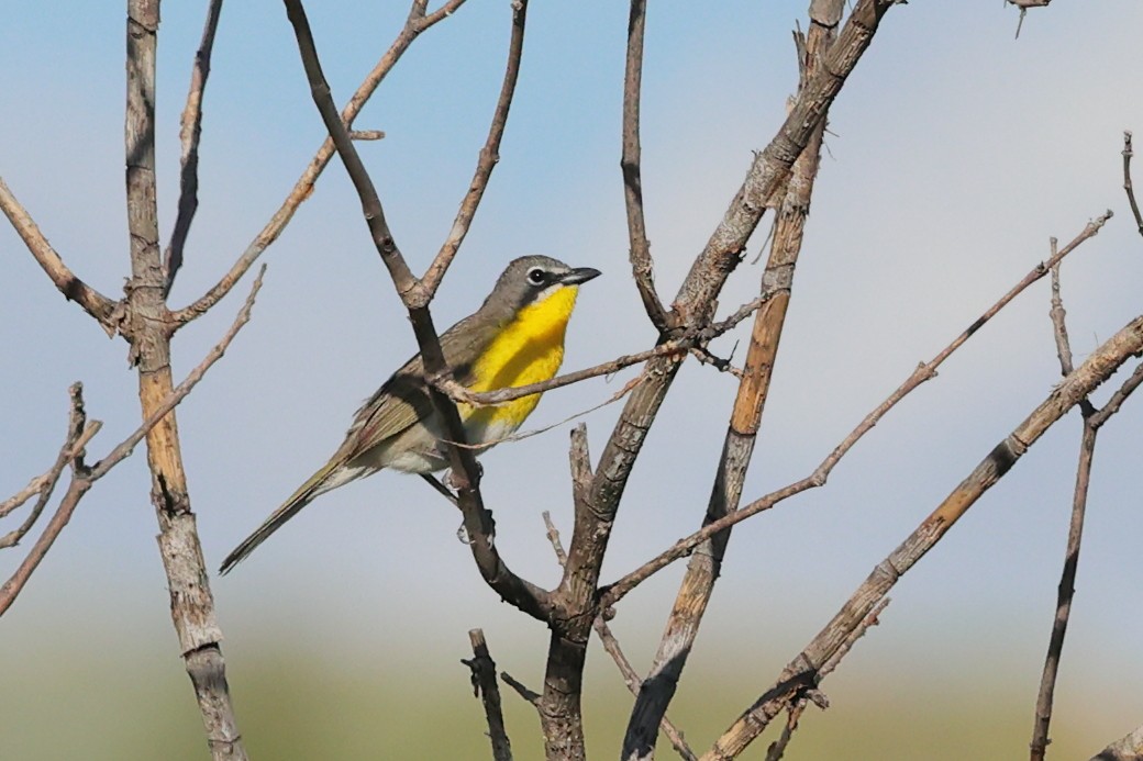 Yellow-breasted Chat - ML620845127