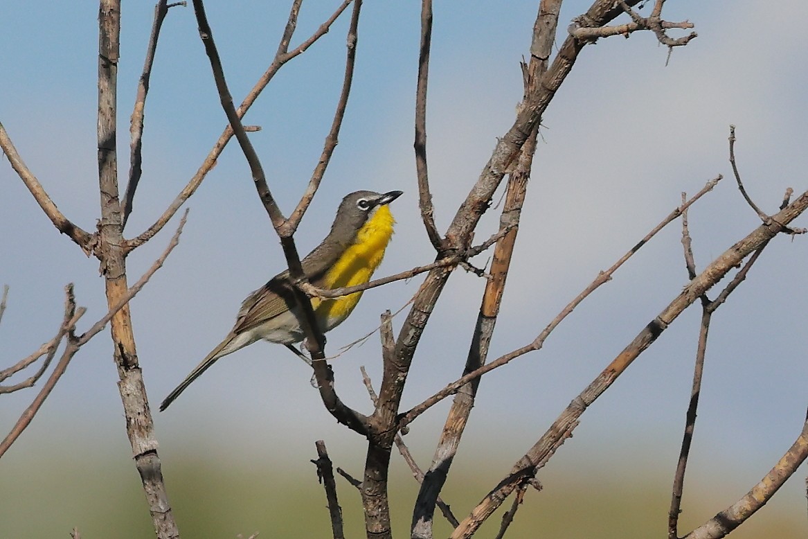Yellow-breasted Chat - ML620845128