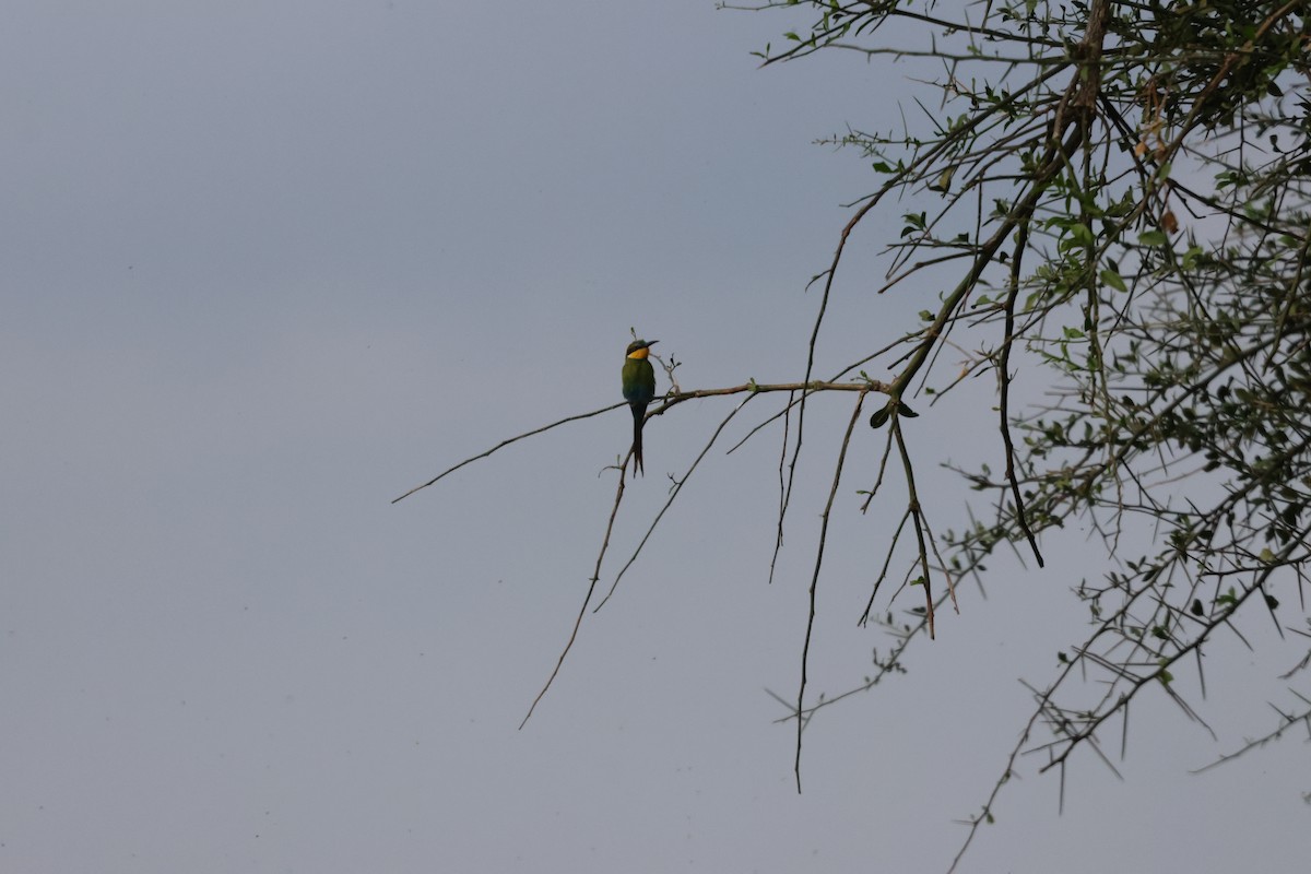 Swallow-tailed Bee-eater - ML620845138