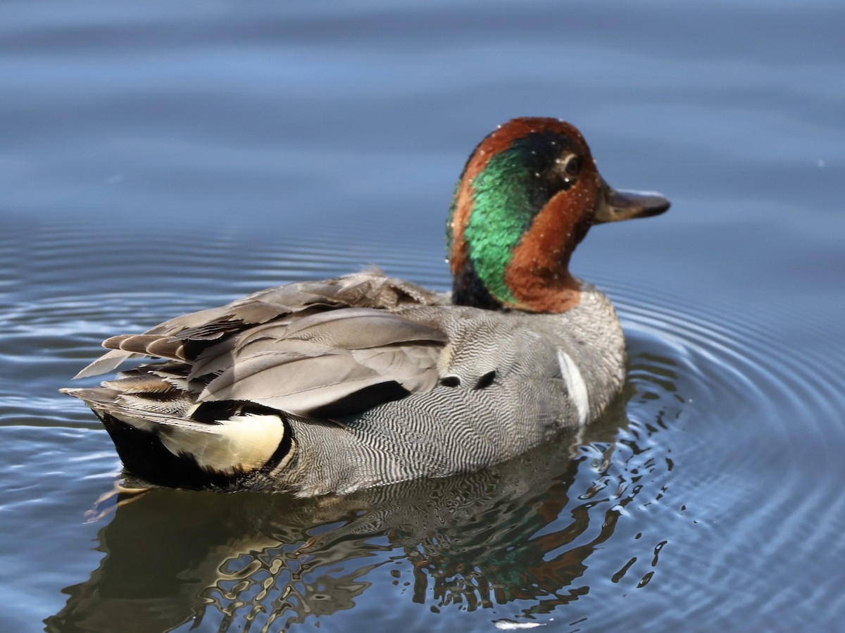 Green-winged Teal - ML620845147
