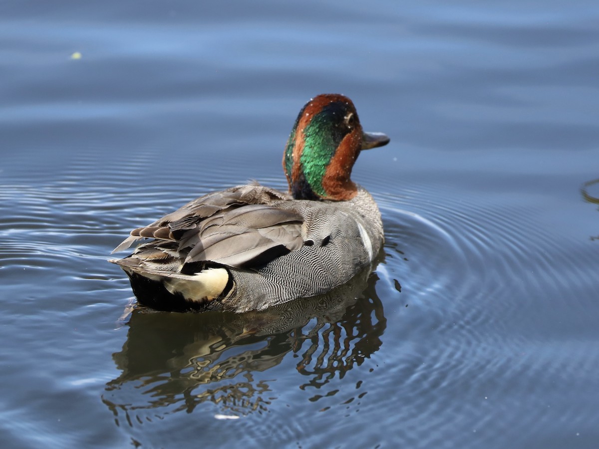 Green-winged Teal - ML620845148