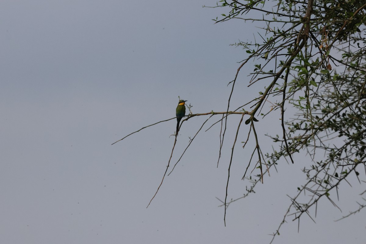Swallow-tailed Bee-eater - ML620845149