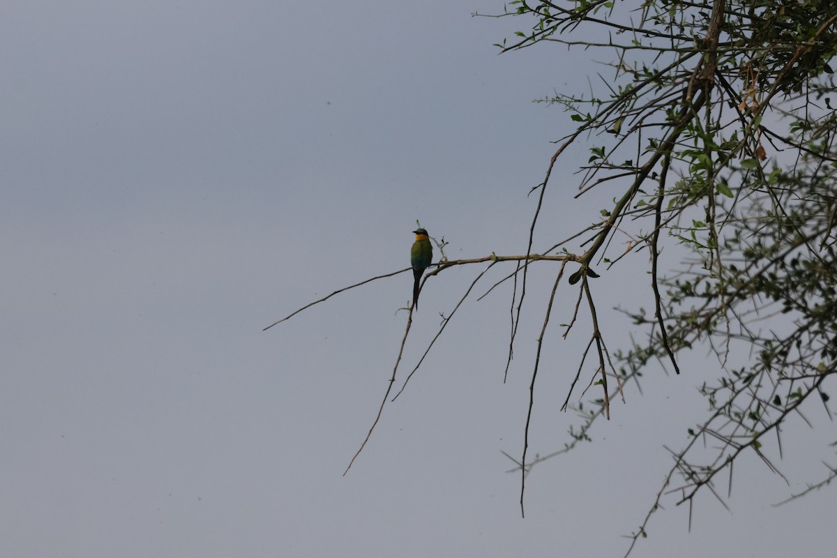 Swallow-tailed Bee-eater - ML620845154