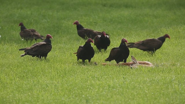 Turkey Vulture - ML620845157