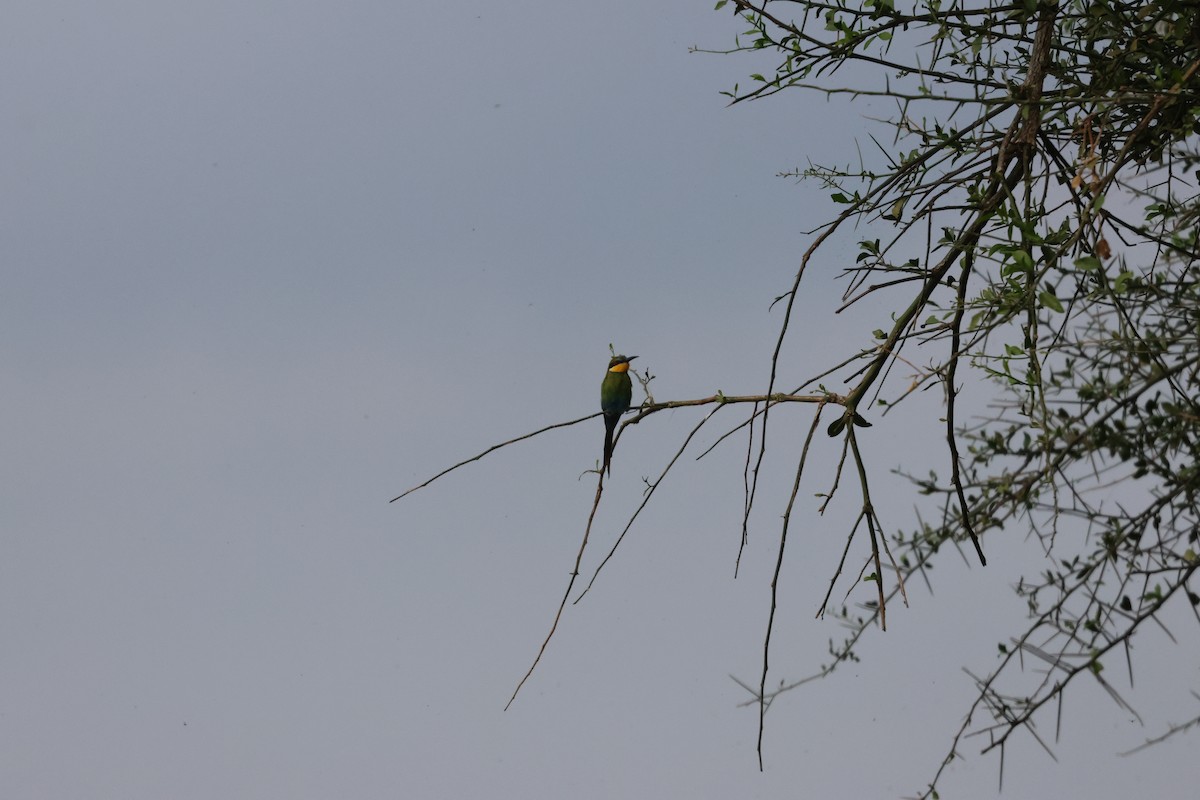 Swallow-tailed Bee-eater - Michele Burnat