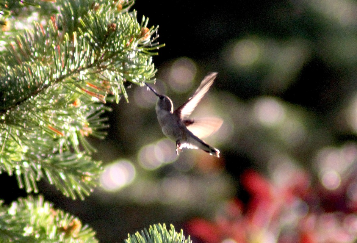 Black-chinned Hummingbird - ML620845161