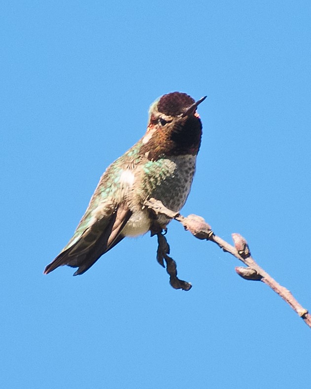 Anna's Hummingbird - ML620845170