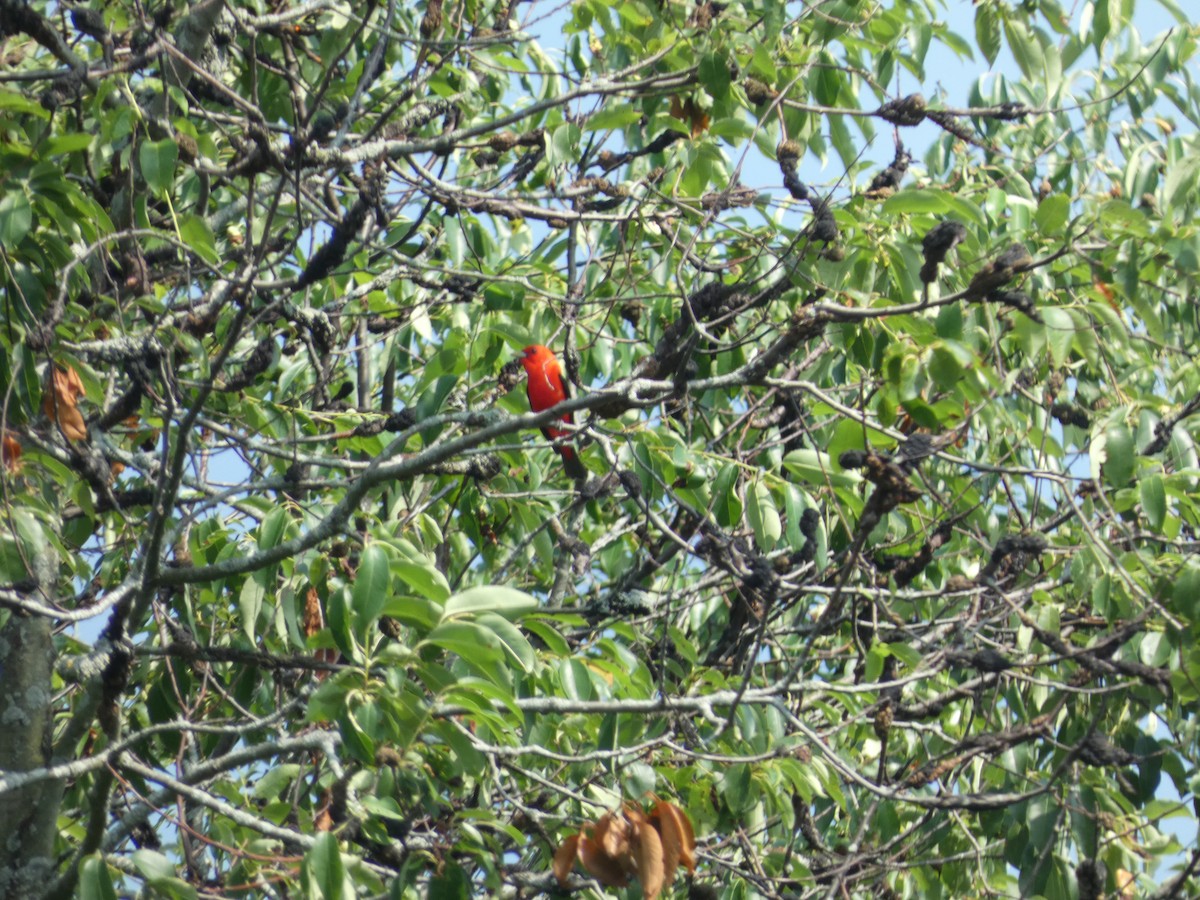 Scarlet Tanager - ML620845176